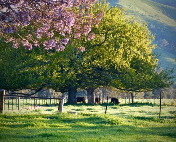 Alexandra Farmstay Zewnętrze zdjęcie